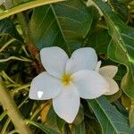 Plumeria pudicaBlomst