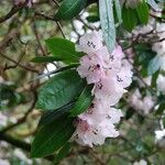 Rhododendron pachytrichum Λουλούδι