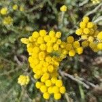 Helichrysum saxatileFlors