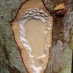 Funtumia africana Ŝelo