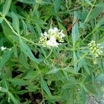 Centranthus ruberFlower