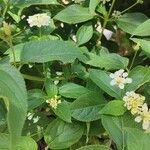 Lantana canescens List