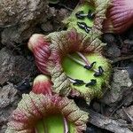 Crescentia alata Flor