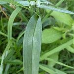 Tradescantia occidentalis Hoja