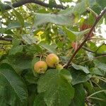 Malus sylvestrisFruit