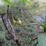 Solanum aviculare Fruit