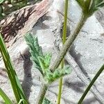 Verbena platensis Кора