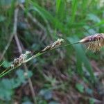 Carex sempervirens Flor