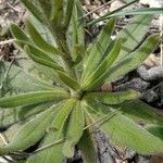 Echium flavum Hoja