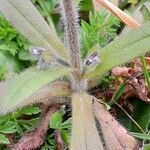 Myosotis ramosissima Feuille