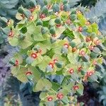 Euphorbia rigida Frukto