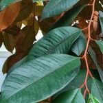 Chrysophyllum cainito Hoja