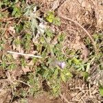 Linaria arvensis Flower