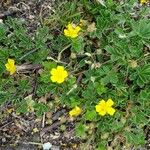 Potentilla puberula Fula