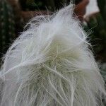 Cephalocereus senilis Blad