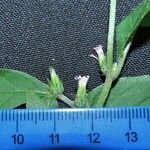 Vernonia remotiflora Diğer