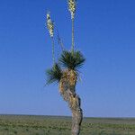 Yucca elata Vekstform