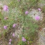 Centaurea stoebe Bloem