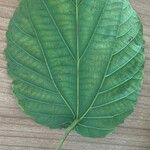 Alchornea cordifolia Leaf