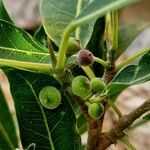 Ficus cordata Fruto