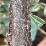 Cotoneaster microphyllus Ŝelo