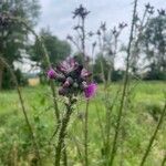 Cirsium palustre Flower