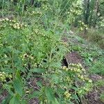 Inula conyza Libunga