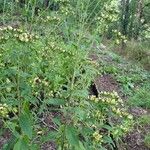 Inula conyza Hábitos