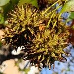 Liquidambar styraciflua Mbuma