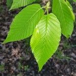 Ulmus rubra Leaf