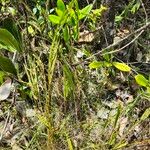 Lindsaea stricta Habitus