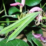 Canavalia sericea Fruto