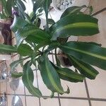 Dracaena arborea Hoja