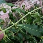 Catha edulis Φύλλο