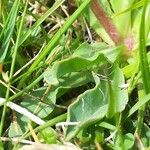 Pilosella lactucella Blad