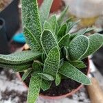 Gasteria pillansii Yaprak