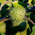 Datura innoxia Fruit