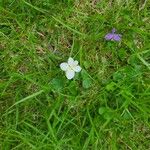 Viola striata Fiore