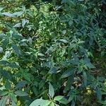 Impatiens arguta Hábito