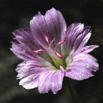 Lewisia congdonii Blüte