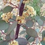Eucalyptus polyanthemos Fulla