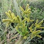 Cyperus alopecuroides 花