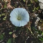 Calystegia spithamaea 花