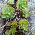 Hylotelephium anacampseros Leaf