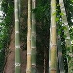 Dendrocalamus giganteus Kůra