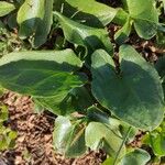 Arisarum simorrhinum Blad