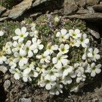 Androsace pubescens Habit