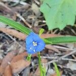 Commelina benghalensis Fiore