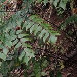 Adiantum trapeziforme Folla