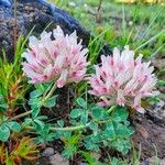 Trifolium macrocephalum Flower